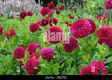 Violet foncé couleur vin miniature décorative Dahlia 'Blyton Royal Velvet' en fleur. Banque D'Images