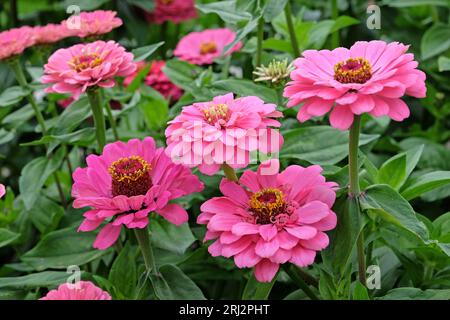 Rose commune Zinnia elegans 'Super Yoga Rose' en fleur. Banque D'Images