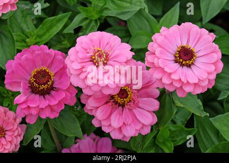 Rose commune Zinnia elegans 'Super Yoga Rose' en fleur. Banque D'Images