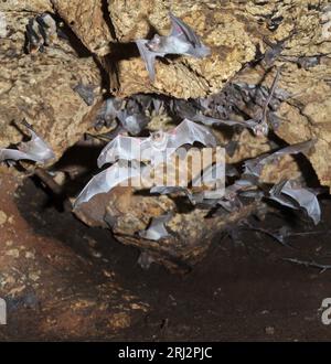 Chauves-souris africaines à queue gaine (Coleura afra) perchées et volées dans une grotte, sur la côte du Kenya. Banque D'Images