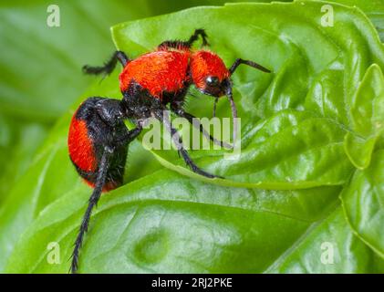 Fourmi de velours rouge, ou fourmi de vache, ou tueur de vache (Dasymutilla occidentalis), Atlanta, Géorgie, États-Unis. Banque D'Images