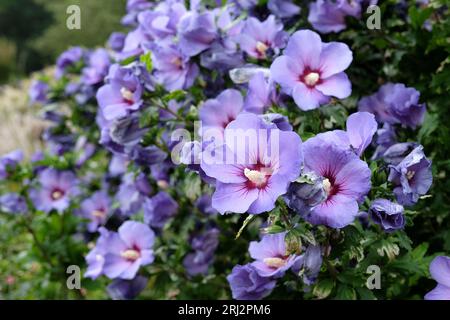 Hibiscus syriacus bleu, ou hollyhock d'arbre, 'oiseau Bleu' en fleur Banque D'Images