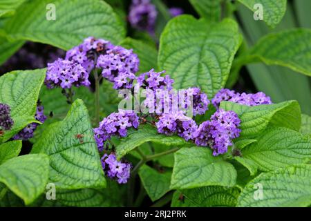 Heliotrope violet, plante de tarte aux cerises en fleur. Banque D'Images