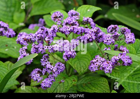 Heliotrope violet, plante de tarte aux cerises en fleur. Banque D'Images