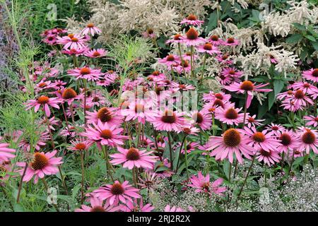 Parasol rose Echinacea purpurea «Rubinstern» en fleur. Banque D'Images