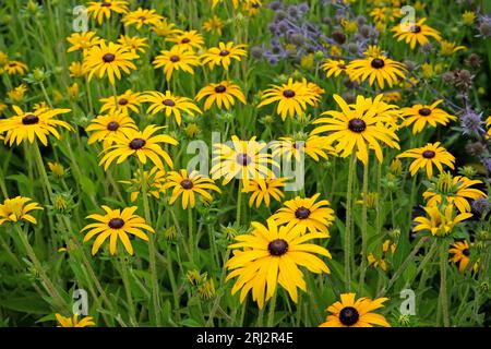 Rudbeckia fulgida, communément connu sous le nom de coneflower de DEAM ou Black Eyed Susan, en fleur. Banque D'Images