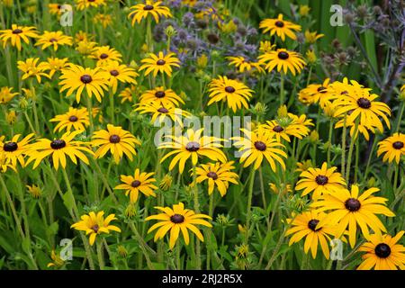 Rudbeckia fulgida, communément connu sous le nom de coneflower de DEAM ou Black Eyed Susan, en fleur. Banque D'Images