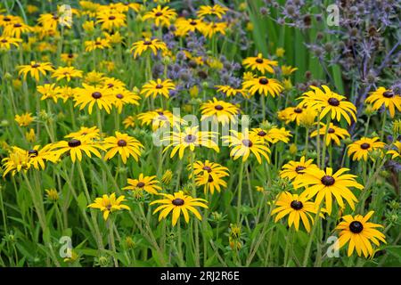 Rudbeckia fulgida, communément connu sous le nom de coneflower de DEAM ou Black Eyed Susan, en fleur. Banque D'Images