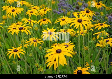 Rudbeckia fulgida, communément connu sous le nom de coneflower de DEAM ou Black Eyed Susan, en fleur. Banque D'Images