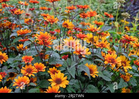 Le faux tournesol rouge et orange, Heliopsis helianthoides 'Bleeding Hears' en fleur. Banque D'Images