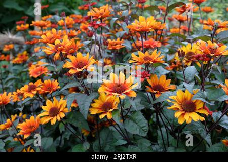 Le faux tournesol rouge et orange, Heliopsis helianthoides 'Bleeding Hears' en fleur. Banque D'Images