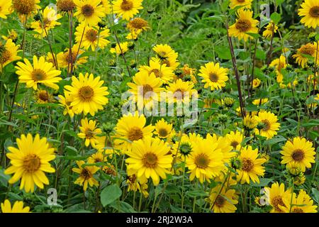 Heliopsis helianthoides jaune, faux tournesol, en fleur. Banque D'Images