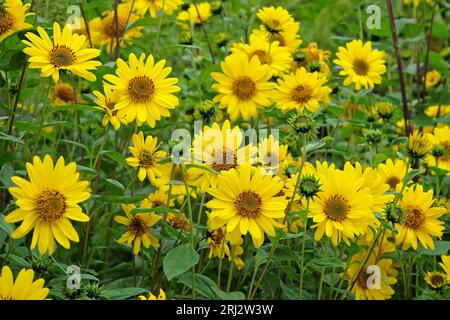 Heliopsis helianthoides jaune, faux tournesol, en fleur. Banque D'Images