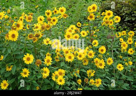 Heliopsis helianthoides jaune, faux tournesol, en fleur. Banque D'Images