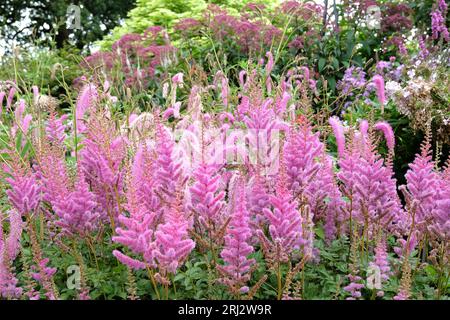 Astilbe violet, fausse barbe de chèvre ou fausse spirea 'obergartner jurgens' x arendsii, en fleur. Banque D'Images