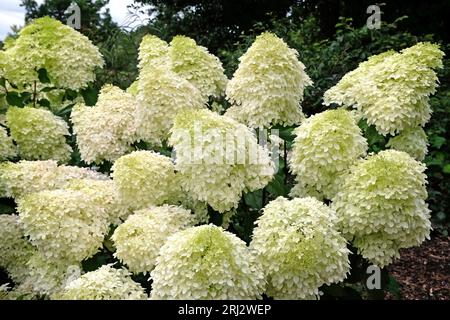 Grande Hydrangea paniculata 'Phantom' blanche en fleur. Banque D'Images