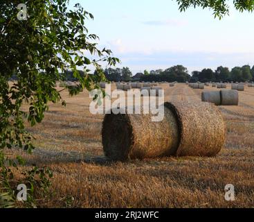 Balles de foin sur des terres agricoles lors d'une soirée d'été au Royaume-Uni près de Selby North Yorkshire Banque D'Images