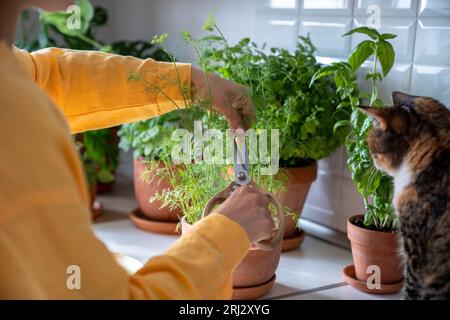 Ciseaux de chat propriétaire coupant l'aneth vert poussant dans le pot d'argile. Jardin bio naturel respectueux de l'environnement à la maison Banque D'Images