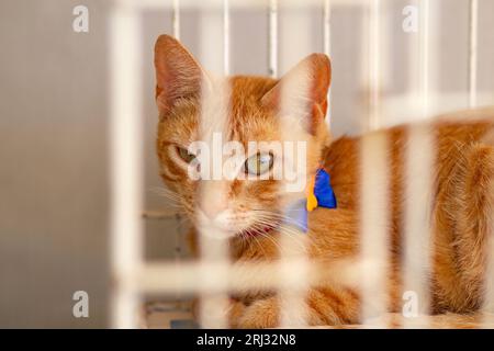 Goiania, Goias, Brésil – 19 août 2023 : gros plan sur un chat gingembre disponible pour adoption, couché dans une cage à une foire aux animaux pour don. Banque D'Images