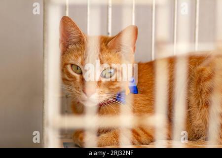 Goiania, Goias, Brésil – 19 août 2023 : gros plan sur un chat gingembre disponible pour adoption, couché dans une cage à une foire aux animaux pour don. Banque D'Images