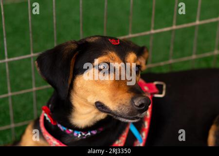 Goiania, Goias, Brésil – 19 août 2023 : une chienne noire et musquée, couchée paisiblement, dans un enclos à la foire d’adoption. Banque D'Images