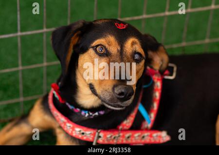 Goiania, Goias, Brésil – 19 août 2023 : une chienne noire et musquée, couchée paisiblement, dans un enclos à la foire d’adoption. Banque D'Images