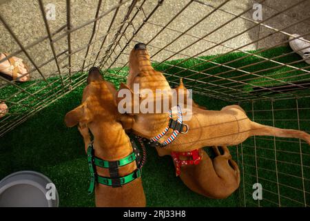 Goiania, Goias, Brésil – 19 août 2023 : trois chiens de couleur caramel à l’intérieur d’un enclos lors d’une foire d’adoption pour les errants. Banque D'Images