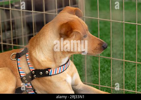 Goiania, Goias, Brésil – 19 août 2023 : le visage d’un chien caramel, à l’intérieur d’un enclos lors d’un salon d’adoption pour animaux abandonnés. Banque D'Images