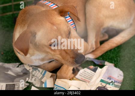 Goiania, Goias, Brésil – 19 août 2023 : un chien couché sur le sol à l’intérieur d’un enclos lors d’un salon d’adoption d’animaux. Banque D'Images