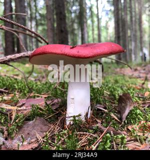 champignon russula avec chapeau rouge dans la nature sauvage, gros plan Banque D'Images