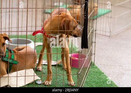 Goiania, Goias, Brésil – 19 août 2023 : un chien de couleur caramel est enfermé dans un enclos lors d’une foire d’adoption. Banque D'Images