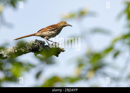 Brown thrasher Toxostoma rufum, adulte perché dans un arbre, Higbee Beach, New Jersey, USA, mai Banque D'Images