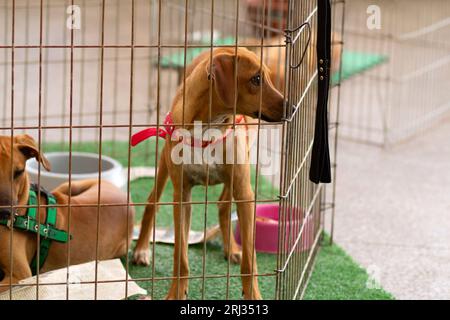 Goiania, Goias, Brésil – 19 août 2023 : un chien de couleur caramel est enfermé dans un enclos lors d’une foire d’adoption. Banque D'Images