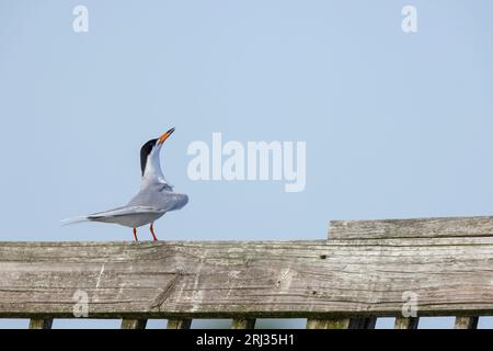 Sterne de Forster Sterna forsteri, adulte perché sur une plate-forme en bois, Cape May State Park, New Jersey, USA, mai Banque D'Images