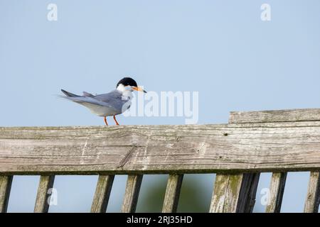 Sterne de Forster Sterna forsteri, adulte perché sur une plate-forme en bois, Cape May State Park, New Jersey, USA, mai Banque D'Images