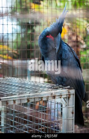 Un cacatoès de palmier (probosciger aterrimus), également connu sous le nom de Grand cacatoès noir, un perroquet gris fumé originaire de Nouvelle-Guinée, comme on le voit dans un zoo en Crète. Banque D'Images