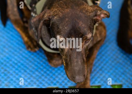 Goiania, Goias, Brésil – 19 août 2023 : gros plan sur un chien noir aux poils bruns mélangés, couché sur un tapis bleu. Banque D'Images