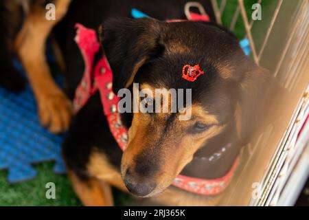 Goiania, Goias, Brésil – 19 août 2023 : une chienne noire et musquée, couchée paisiblement, dans un enclos à la foire d’adoption. Banque D'Images