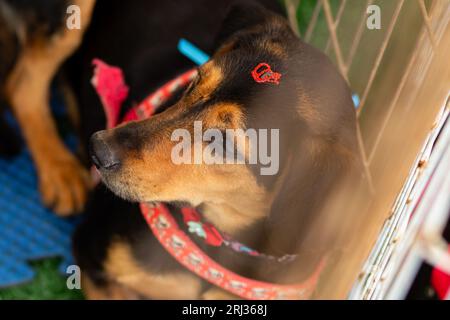 Goiania, Goias, Brésil – 19 août 2023 : une chienne noire et musquée, couchée paisiblement, dans un enclos à la foire d’adoption. Banque D'Images