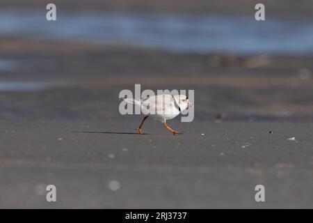 Pluvier siffleur Charadrius melodus, adulte marchant sur la plage de sable, Stone Harbor point, New Jersey, États-Unis, mai Banque D'Images