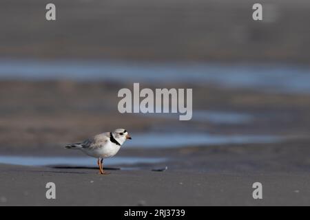 Pluvier siffleur Charadrius melodus, adulte sur la plage de sable, Stone Harbor point, New Jersey, USA, mai Banque D'Images