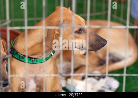 Goiania, Goias, Brésil – 19 août 2023 : le visage d’un chien caramel, à l’intérieur d’un enclos lors d’un salon d’adoption pour animaux abandonnés. Banque D'Images