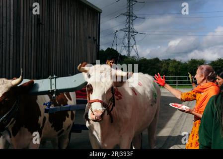 20 août 2023. Bhaktivedanta Manor célèbre ses 50 ans avec une procession de boeufs peints et de vaches, tandis que les dévots de Hare Krishna chantent et dansent leur chemin avec eux. Crédit : Simon King/Alamy Live News Banque D'Images