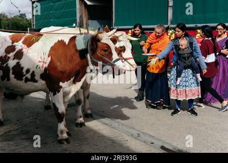 20 août 2023. Bhaktivedanta Manor célèbre ses 50 ans avec une procession de boeufs peints et de vaches, tandis que les dévots de Hare Krishna chantent et dansent leur chemin avec eux. Crédit : Simon King/Alamy Live News Banque D'Images