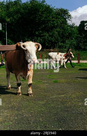 20 août 2023. Bhaktivedanta Manor célèbre ses 50 ans avec une procession de boeufs peints et de vaches, tandis que les dévots de Hare Krishna chantent et dansent leur chemin avec eux. Crédit : Simon King/Alamy Live News Banque D'Images