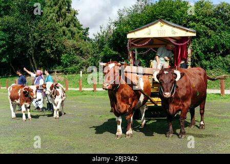 20 août 2023. Bhaktivedanta Manor célèbre ses 50 ans avec une procession de boeufs peints et de vaches, tandis que les dévots de Hare Krishna chantent et dansent leur chemin avec eux. Crédit : Simon King/Alamy Live News Banque D'Images