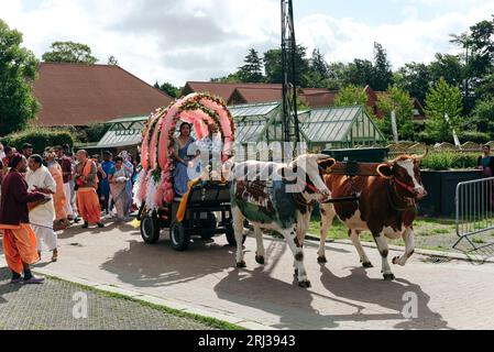 20 août 2023. Bhaktivedanta Manor célèbre ses 50 ans avec une procession de boeufs peints et de vaches, tandis que les dévots de Hare Krishna chantent et dansent leur chemin avec eux. Crédit : Simon King/Alamy Live News Banque D'Images