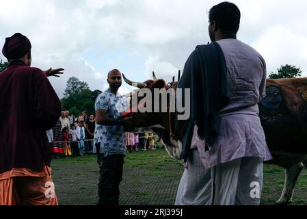 20 août 2023. Bhaktivedanta Manor célèbre ses 50 ans avec une procession de boeufs peints et de vaches, tandis que les dévots de Hare Krishna chantent et dansent leur chemin avec eux. Crédit : Simon King/Alamy Live News Banque D'Images