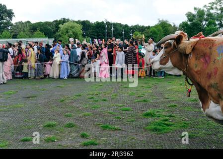 20 août 2023. Bhaktivedanta Manor célèbre ses 50 ans avec une procession de boeufs peints et de vaches, tandis que les dévots de Hare Krishna chantent et dansent leur chemin avec eux. Crédit : Simon King/Alamy Live News Banque D'Images