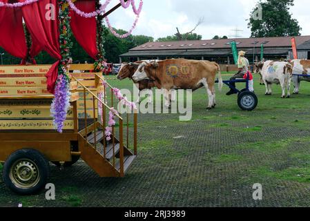 20 août 2023. Bhaktivedanta Manor célèbre ses 50 ans avec une procession de boeufs peints et de vaches, tandis que les dévots de Hare Krishna chantent et dansent leur chemin avec eux. Crédit : Simon King/Alamy Live News Banque D'Images